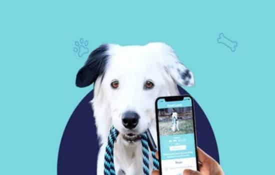 Identifique a raça do seu cão!